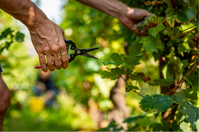 entretient des vignes pour le verjus