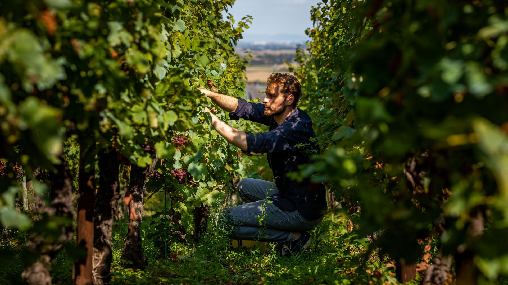 florent dans les vignes alternative verjus